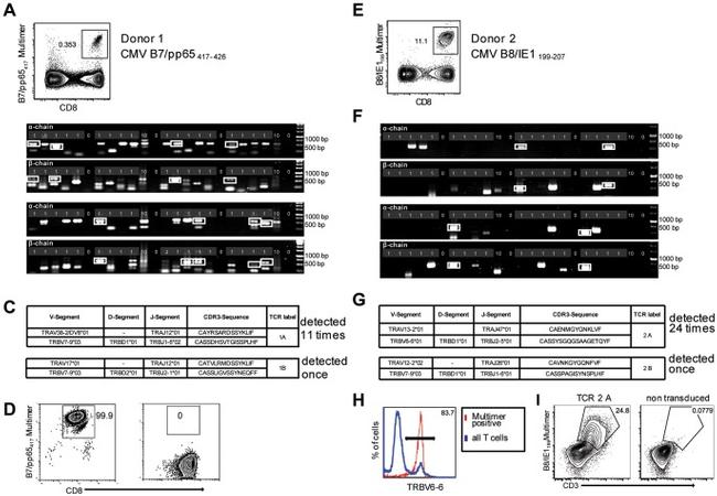 CD3 Antibody in Flow Cytometry (Flow)