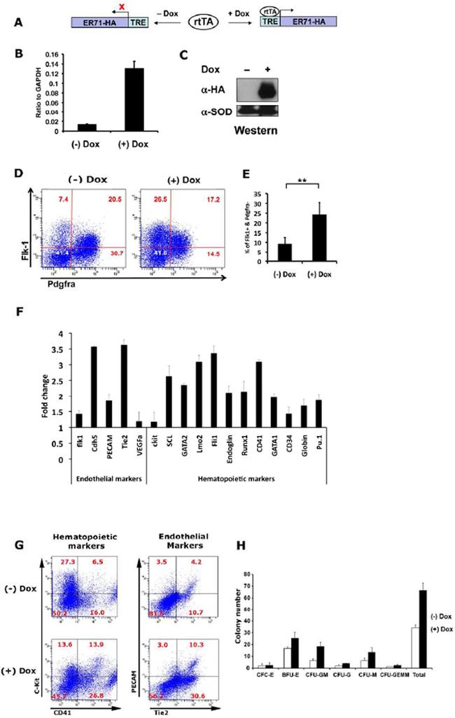 CD117 (c-Kit) Antibody in Flow Cytometry (Flow)