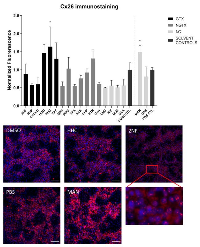 Connexin 26 Antibody in Immunocytochemistry (ICC/IF)