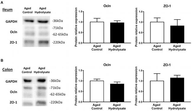 Occludin Antibody in Western Blot (WB)