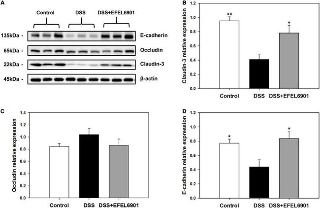 Occludin Antibody in Western Blot (WB)