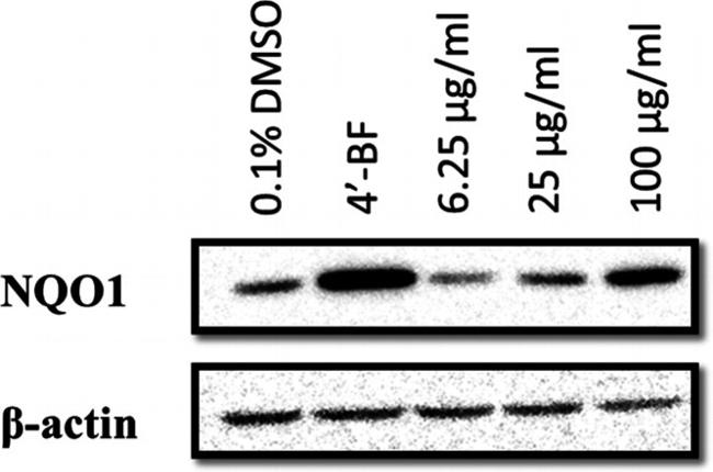 NQO1 Antibody in Western Blot (WB)