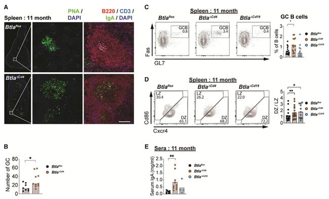 CD3e Antibody in Immunohistochemistry (IHC)