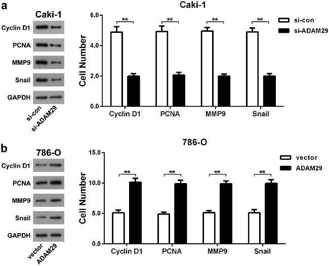 Cyclin D1 Antibody in Western Blot (WB)