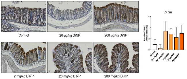 Claudin 1 Antibody in Immunohistochemistry (IHC)