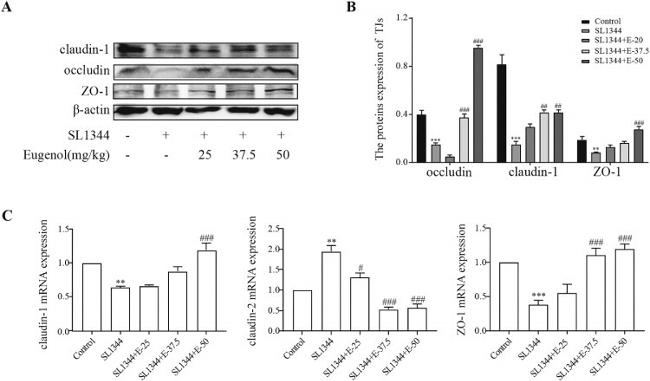 Occludin Antibody in Western Blot (WB)