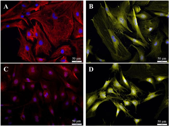 Connexin 26 Antibody in Immunocytochemistry (ICC/IF)