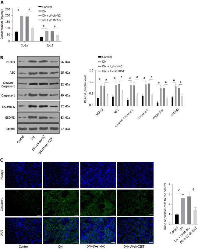 GSDMD Antibody in Western Blot (WB)