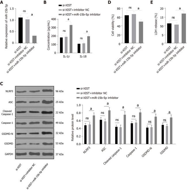 GSDMD Antibody in Western Blot (WB)