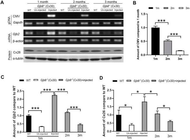 Connexin 26 Antibody in Western Blot (WB)