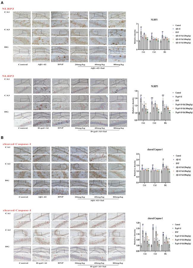 Caspase 1 p20 (Cleaved Asp296) Antibody in Immunohistochemistry (IHC)