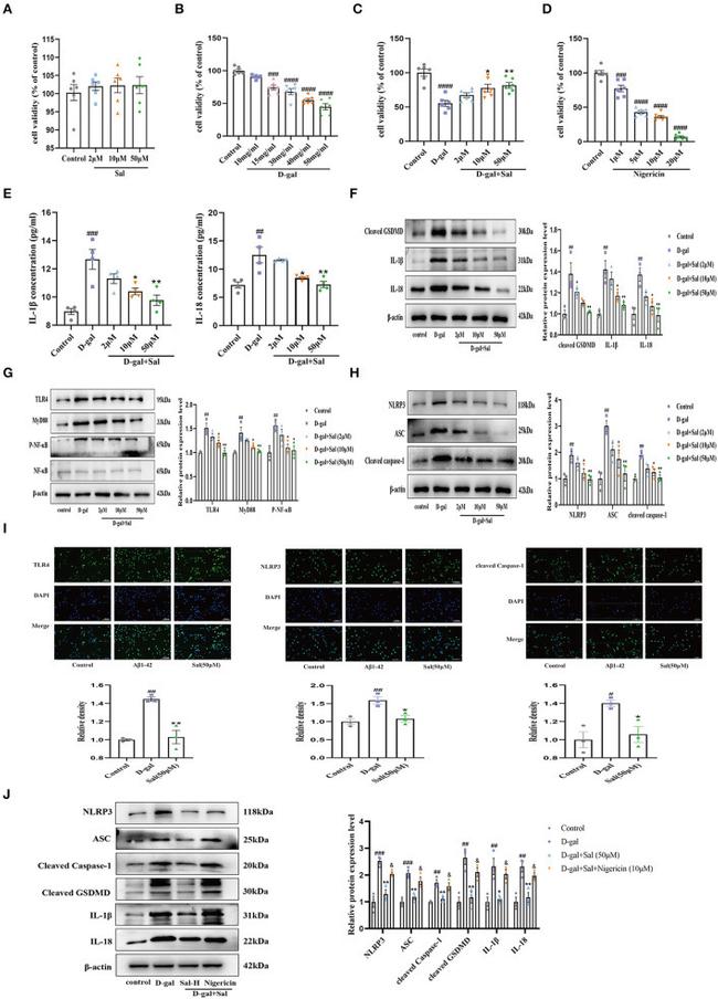 Caspase 1 p20 (Cleaved Asp296) Antibody in Immunocytochemistry (ICC/IF)