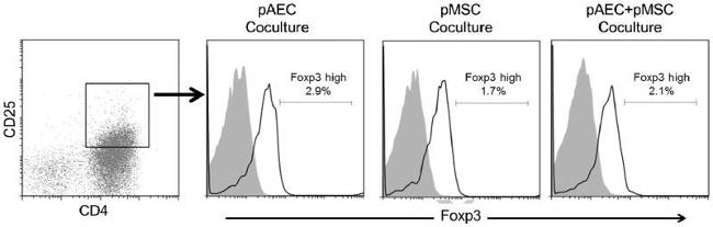 FOXP3 Antibody in Flow Cytometry (Flow)