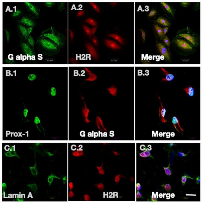 Lamin A/C Antibody in Immunocytochemistry (ICC/IF)