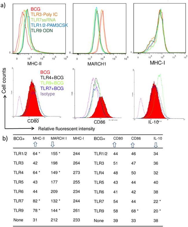 MHC Class II (I-A/I-E) Antibody in Flow Cytometry (Flow)