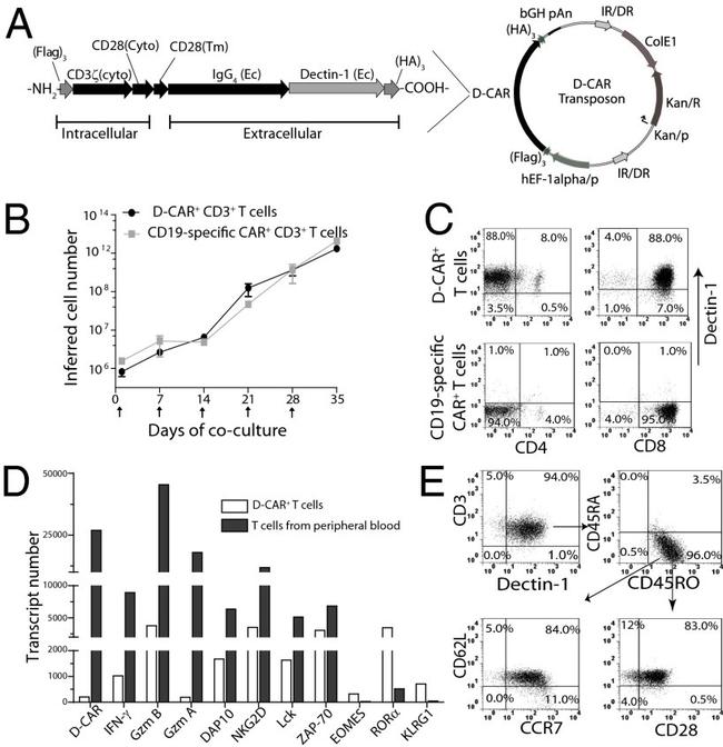 CD3 Antibody in Flow Cytometry (Flow)