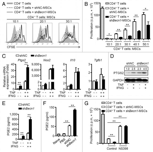 IFN gamma Antibody in Western Blot (WB)