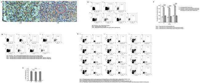 CD3 Antibody in Flow Cytometry (Flow)