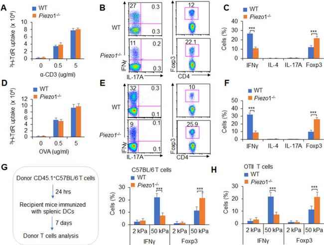 IFN gamma Antibody in Flow Cytometry (Flow)