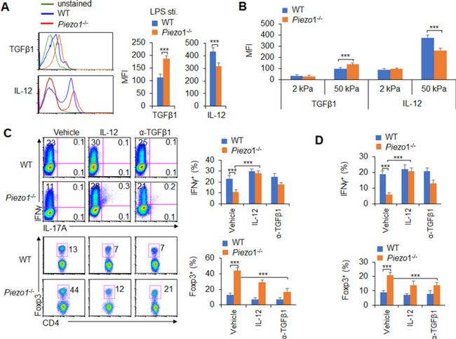 IFN gamma Antibody in Flow Cytometry (Flow)