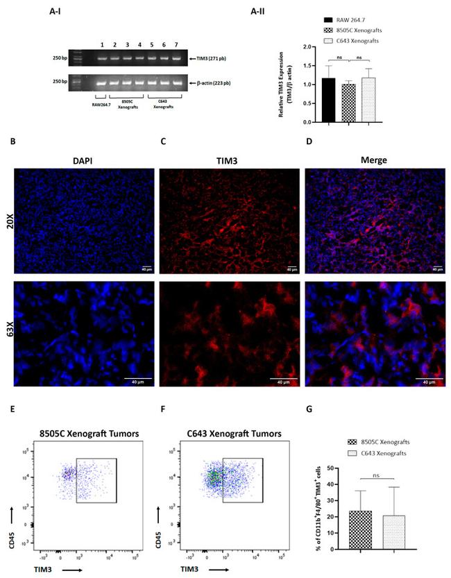 CD11b Antibody in Flow Cytometry (Flow)