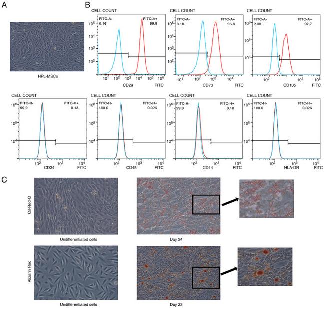 CD45 Antibody in Flow Cytometry (Flow)