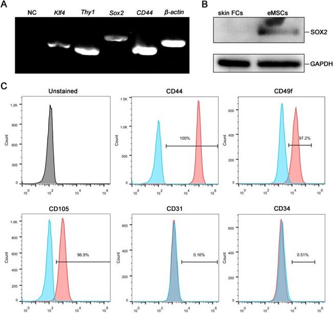 CD44 Antibody in Flow Cytometry (Flow)