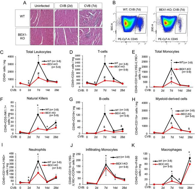 CD45 Antibody in Flow Cytometry (Flow)