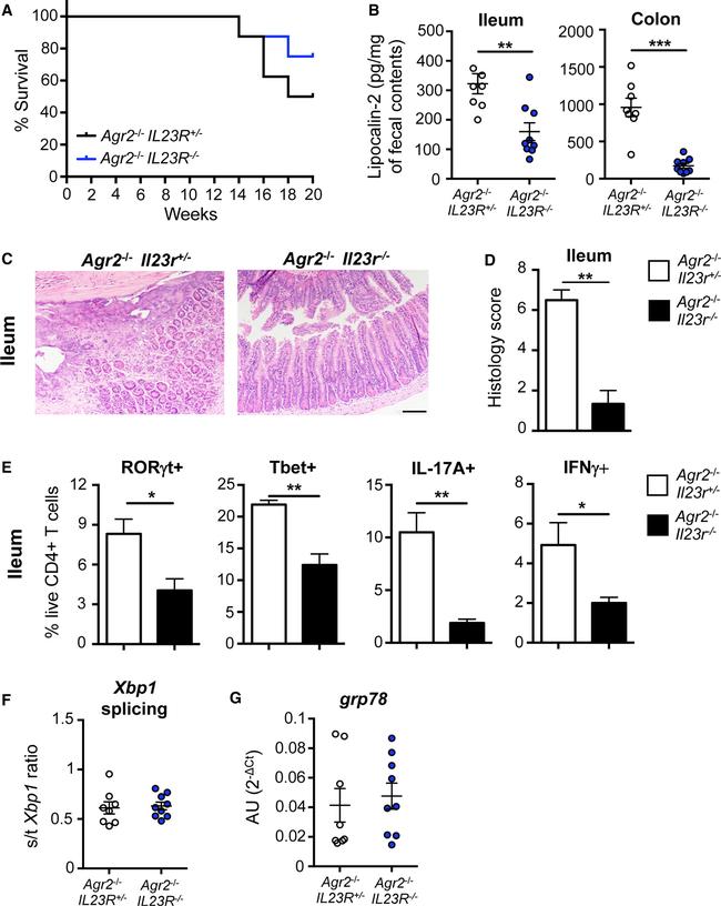 IFN gamma Antibody in Flow Cytometry (Flow)