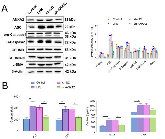 Caspase 1 Antibody in Western Blot (WB)