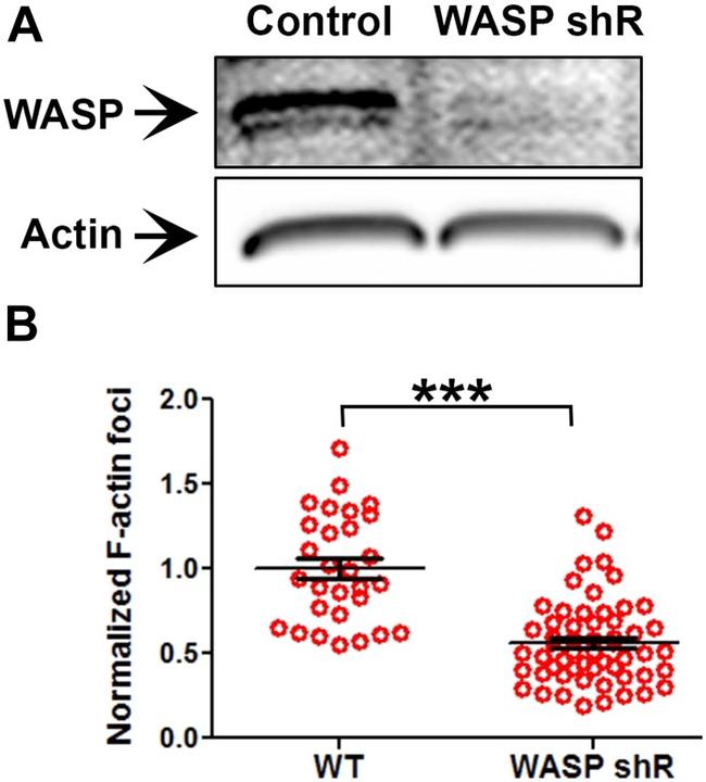 CD3 Antibody in Functional Assay (Functional)