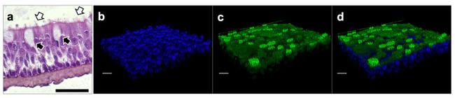 Occludin Antibody in Immunohistochemistry (IHC)