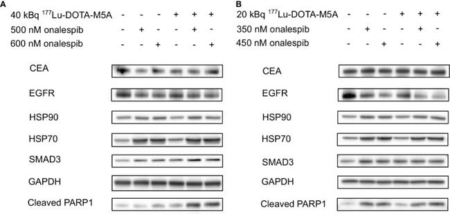 SMAD3 Antibody in Western Blot (WB)