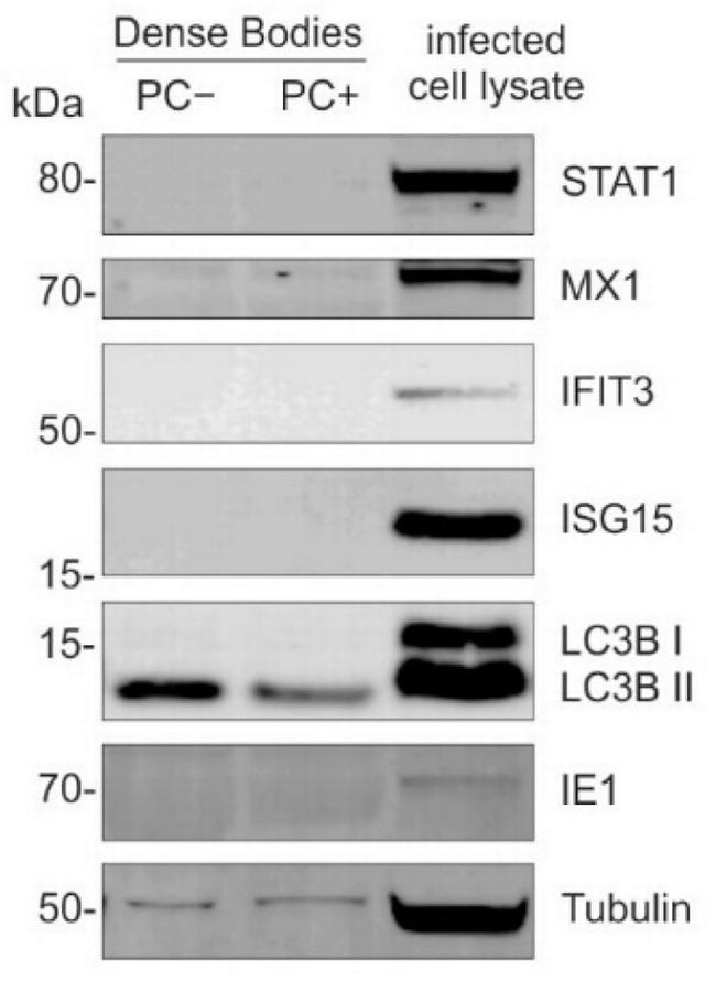 MX1 Antibody in Western Blot (WB)