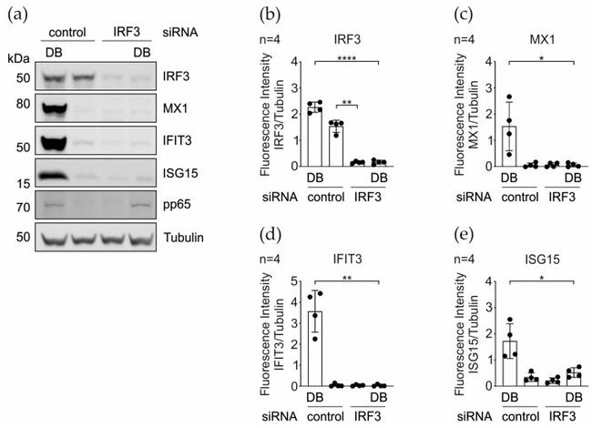 MX1 Antibody in Western Blot (WB)