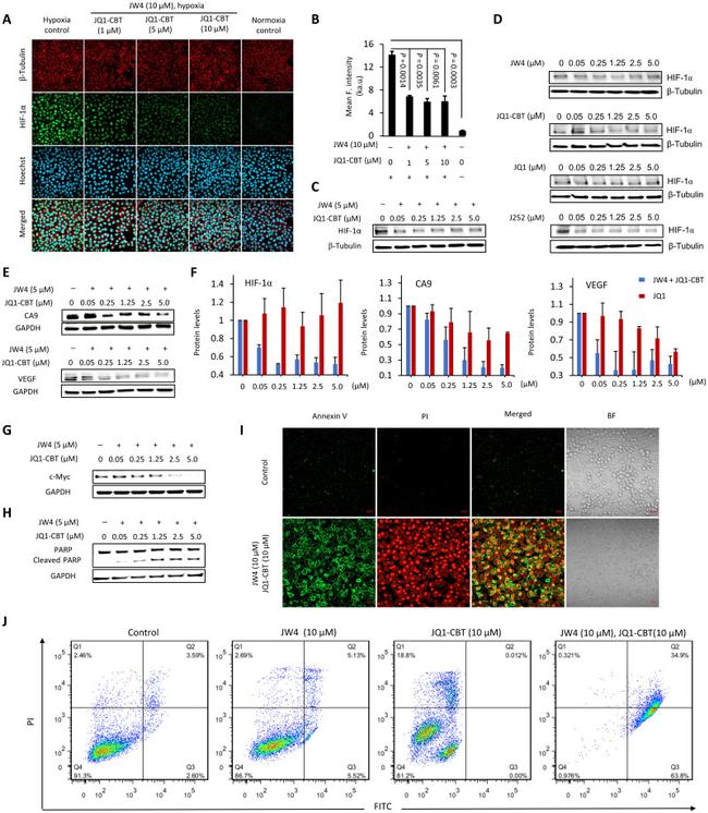 HIF1A Antibody in Immunocytochemistry (ICC/IF)