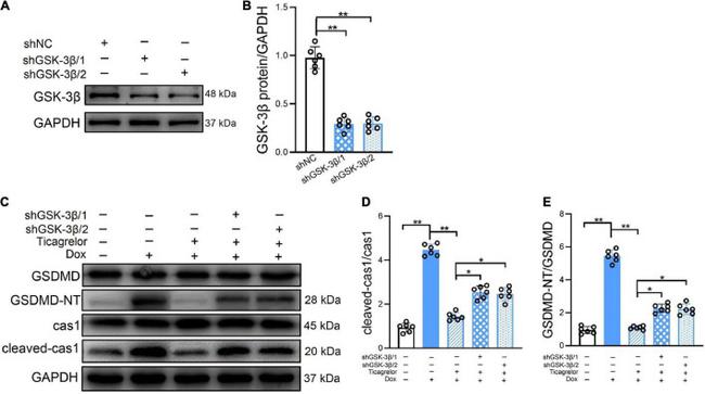 Caspase 1 p20 (Cleaved Asp296) Antibody in Western Blot (WB)