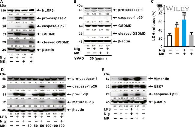 GSDMD Antibody in Western Blot (WB)