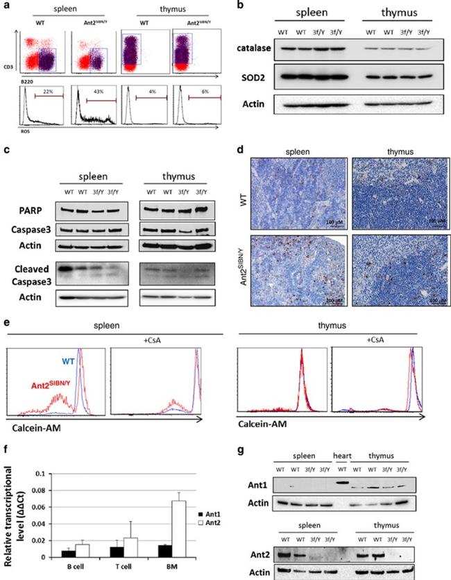 CD45R (B220) Antibody in Flow Cytometry (Flow)