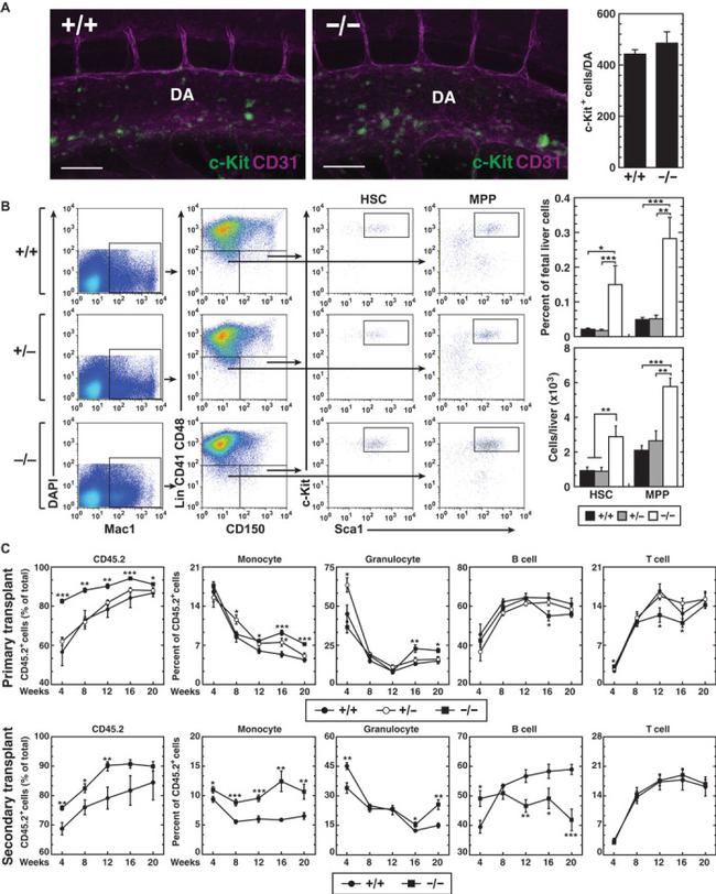 CD19 Antibody in Flow Cytometry (Flow)