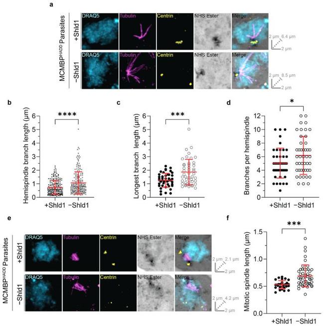 alpha Tubulin Antibody in Immunohistochemistry (IHC)