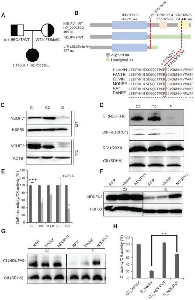 SDHA Antibody in Western Blot (WB)