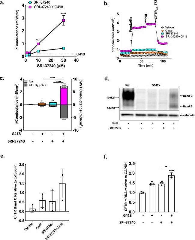 alpha Tubulin Antibody in Western Blot (WB)