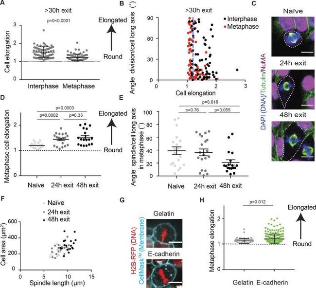 alpha Tubulin Antibody in Immunocytochemistry (ICC/IF)