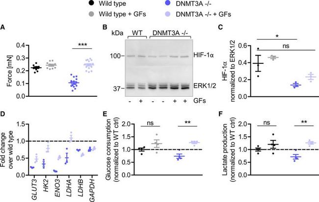 HIF1A Antibody in Western Blot (WB)