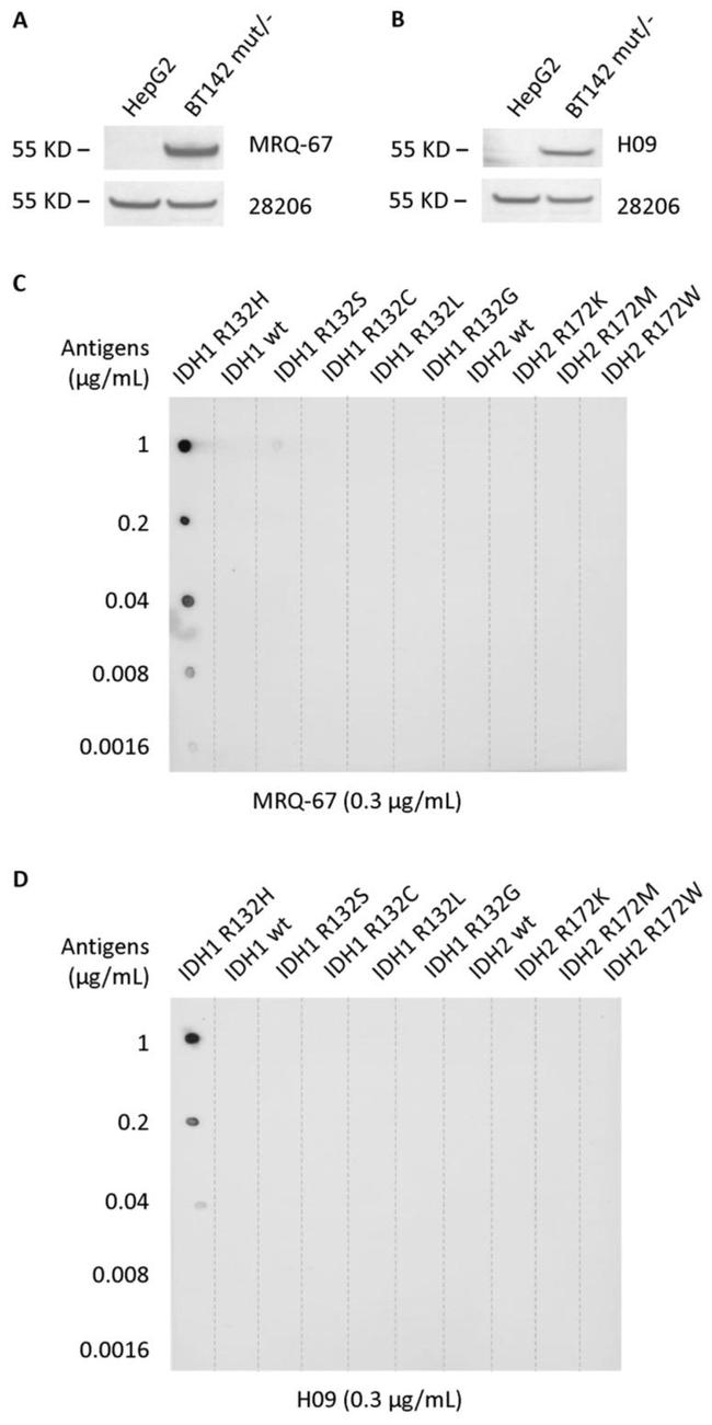 IDH1 Antibody in Western Blot (WB)