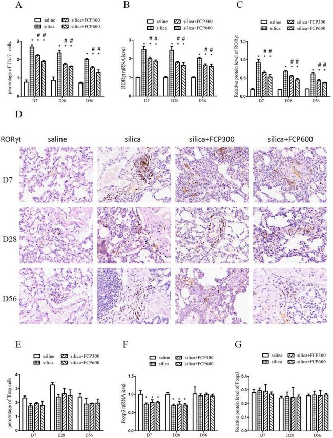 FOXP3 Antibody in Flow Cytometry (Flow)