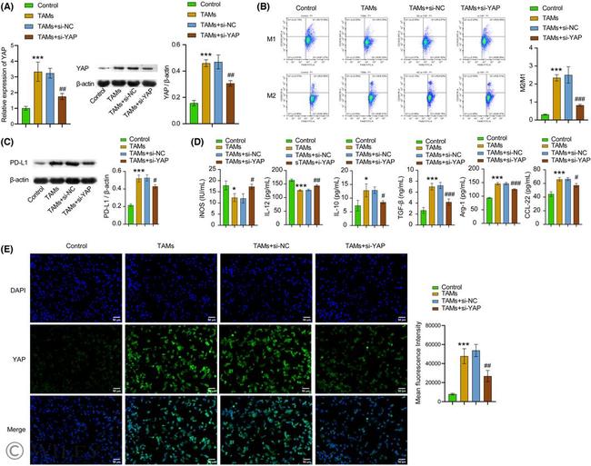 F4/80 Antibody in Flow Cytometry (Flow)