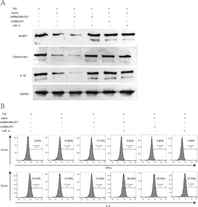 Caspase 1 (Cleaved Asp210) Antibody in Western Blot (WB)