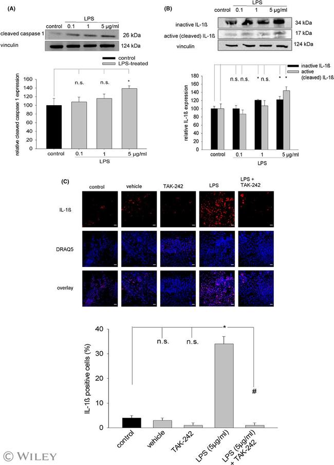 Caspase 1 (Cleaved Asp210) Antibody in Western Blot (WB)